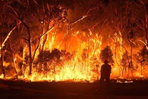 Read more about the article Bushfire Protection Garden Design