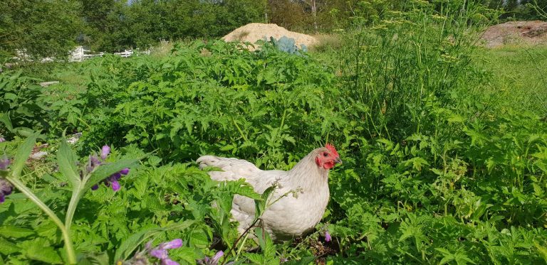 Read more about the article Chickens – a Great Addition