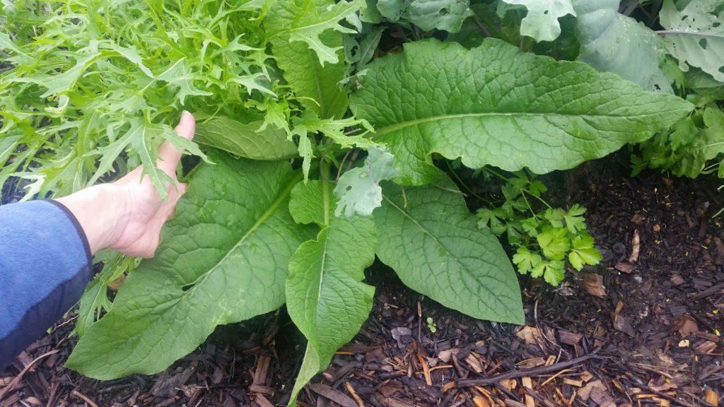 Comfrey – # 1 Permaculture Plant