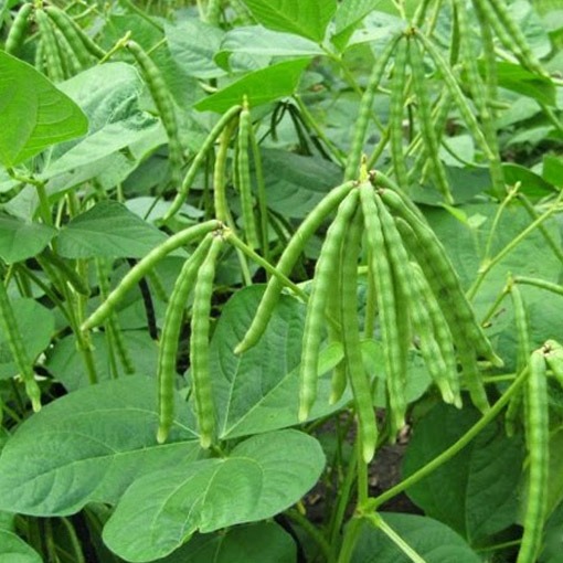 You are currently viewing Nitrogen Fixing Legumes