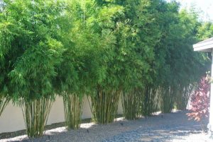 Read more about the article Bamboo – Plant of Many Uses