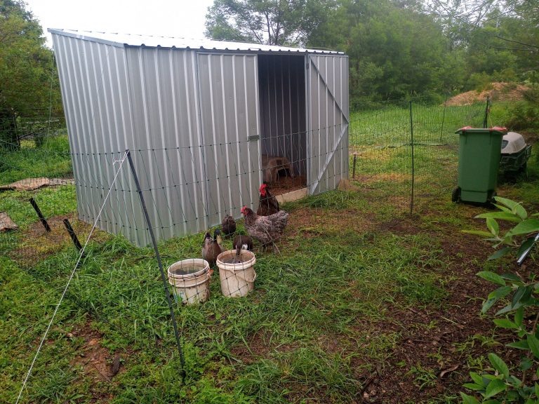 Read more about the article Building a New Chicken Home