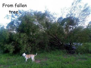 Read more about the article Fallen Tree becomes Summer Shade, Trellis and Fertiliser