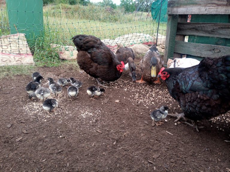 Read more about the article Hatching chickens – No incubator? No problem!