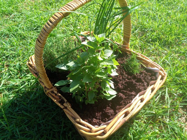 Read more about the article Holiday Herb Basket – Taking your Garden with you