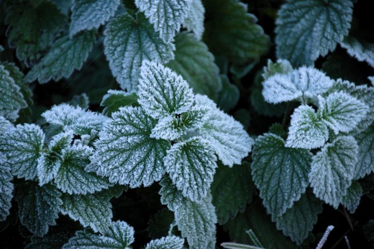 Read more about the article Surviving The Frost