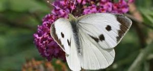 Read more about the article Beating the Cabbage White Butterfly