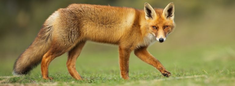 Read more about the article Outsmarting Mr Fox