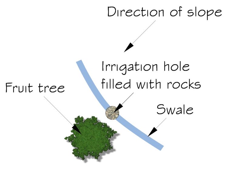 Read more about the article Swale & Deep Pipe Irrigation Hybrid (without the pipe)
