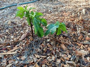 Read more about the article Unconventional Techniques for Planting Fruit Trees