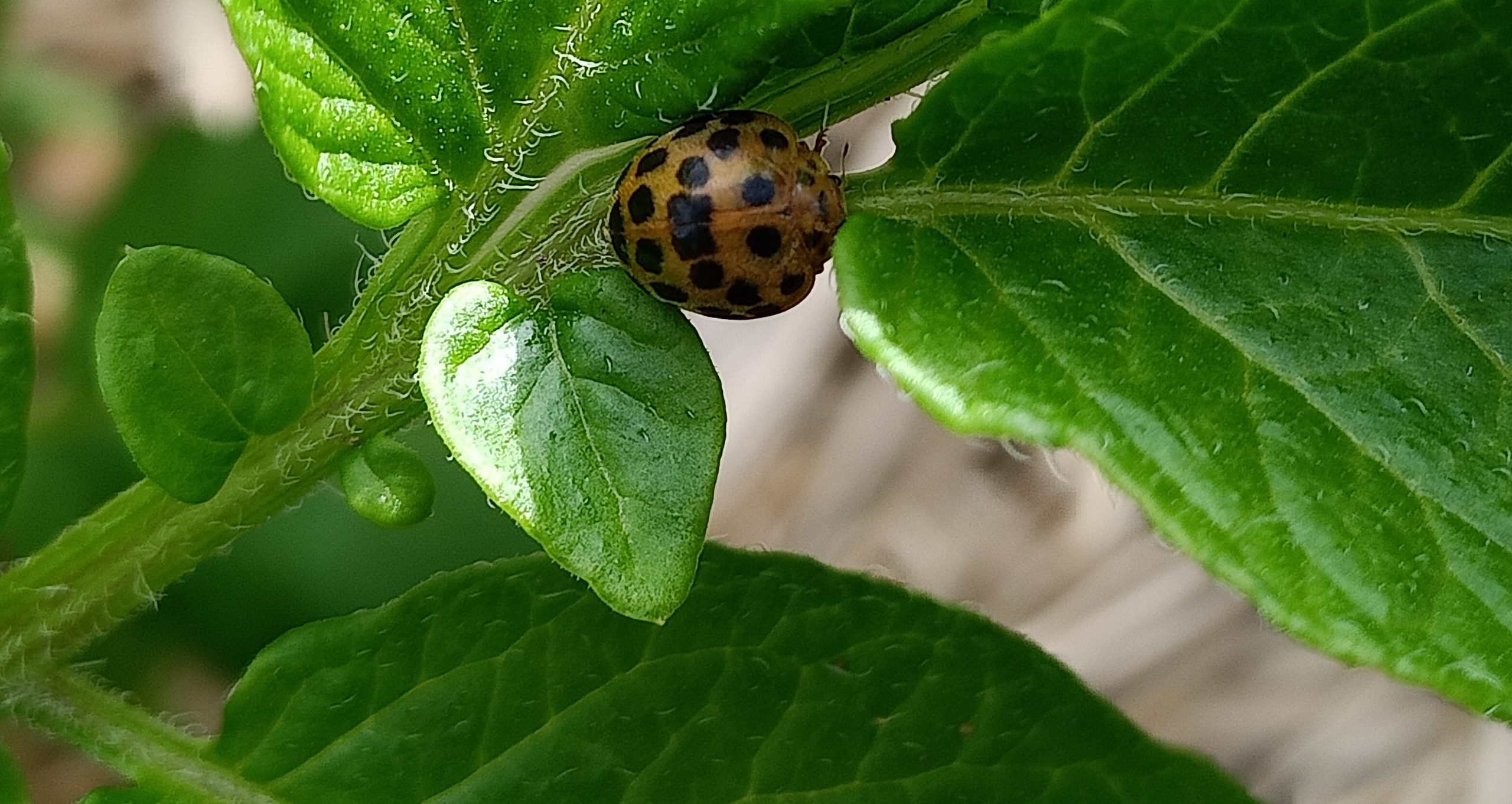 You are currently viewing Using weeds to defeat the 28-spotted ladybeetle